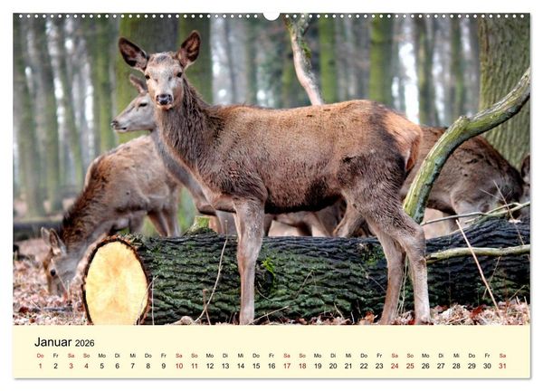 Produktbild: Der Rothirsch - Der K&ouml;nig in unseren W&auml;ldern (Wandkalender 2026 DIN A2 quer), CALVENDO Monatskalender