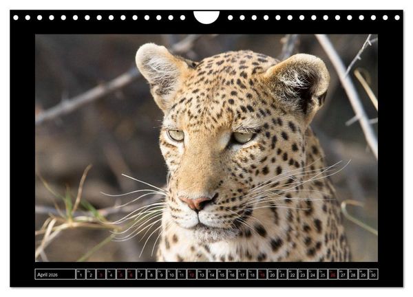 Produktbild: Afrikas Katzen (Wandkalender 2026 DIN A4 quer), CALVENDO Monatskalender