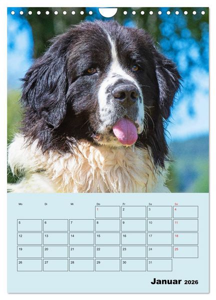 Produktbild: Familienplaner Landseer - Freund und Retter (Wandkalender 2026 DIN A4 hoch), CALVENDO Monatskalender