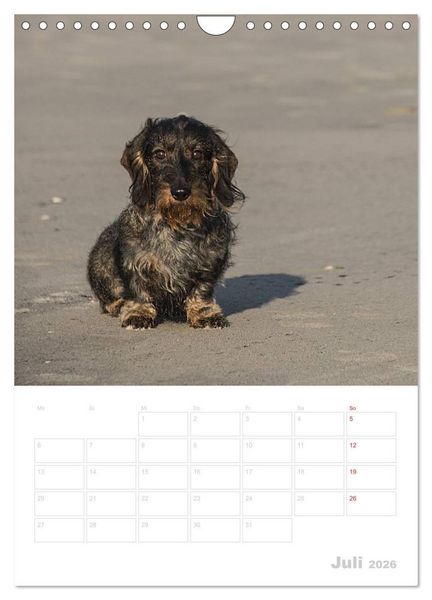 Produktbild: Der Dackel - mein kleiner Freund (Wandkalender 2026 DIN A4 hoch), CALVENDO Monatskalender