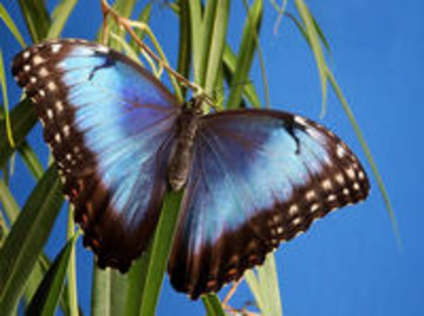 CALVENDO Puzzle Himmelsfalter (Morpho peleides) | 2000 Teile Lege-Größe 90x67cm Foto-Puzzle für glückliche Stunden