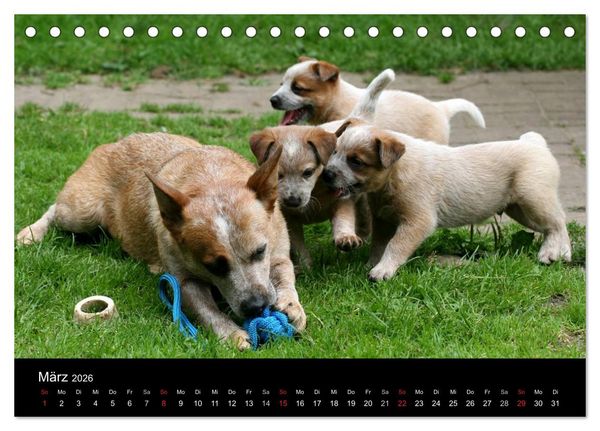 Produktbild: Australian Cattle Dog Welpen (Tischkalender 2026 DIN A5 quer), CALVENDO Monatskalender
