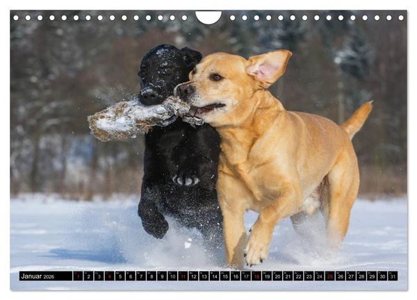 Produktbild: Labrador Retriever - ein Herz auf 4 Pfoten (Wandkalender 2026 DIN A4 quer), CALVENDO Monatskalender