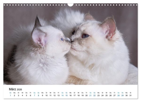 Produktbild: Heilige Birma Kitten - ein Traum auf wei&szlig;en Pf&ouml;tchen (Wandkalender 2026 DIN A3 quer), CALVENDO Monatskalender