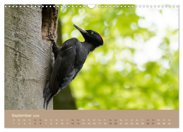 Produktbild: Jenseits der Z&auml;une (Wandkalender 2026 DIN A3 quer), CALVENDO Monatskalender