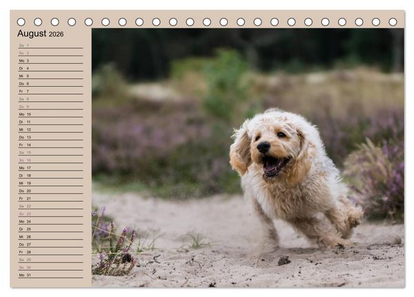 Produktbild: Ein Labradoodle-Welpe in der Heide (Tischkalender 2026 DIN A5 quer), CALVENDO Monatskalender