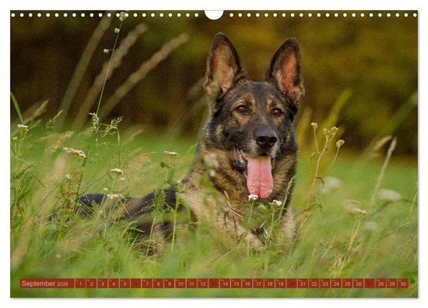 Produktbild: Faszination Hund (Wandkalender 2026 DIN A3 quer), CALVENDO Monatskalender