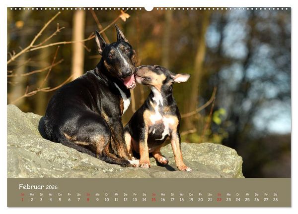 Produktbild: Einmal Bullterrier - immer Bullterrier (hochwertiger Premium Wandkalender 2026 DIN A2 quer), Kunstdruck in Hochglanz