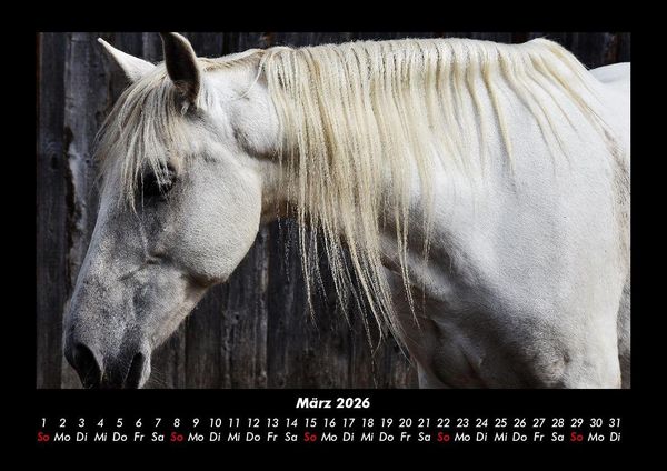 Produktbild: Die Welt der Pferde 2026 Fotokalender DIN A3
