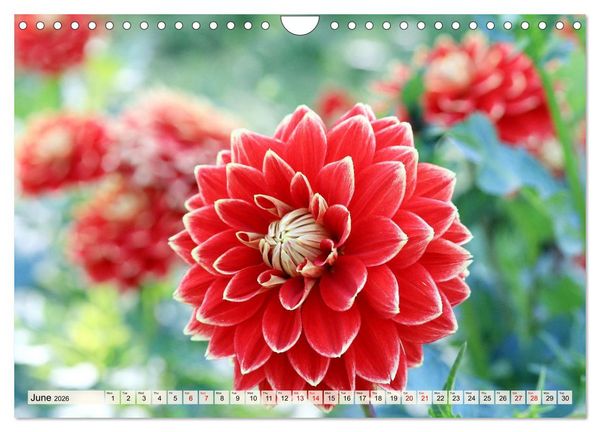 Produktbild: Fascinating Dahlias (Wall Calendar 2026 DIN A4 landscape), CALVENDO 12 Month Wall Calendar