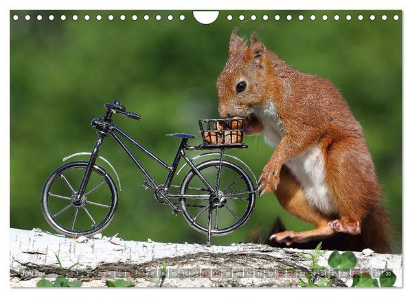Produktbild: Eichh&ouml;rnchen Luna und ihre Kinder (Wandkalender 2026 DIN A4 quer), CALVENDO Monatskalender