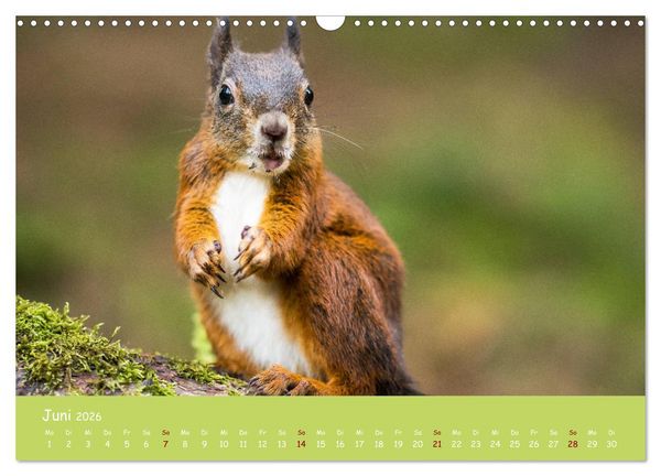 Produktbild: Eichh&ouml;rnchen - die s&uuml;&szlig;en Nussknacker (Wandkalender 2026 DIN A3 quer), CALVENDO Monatskalender