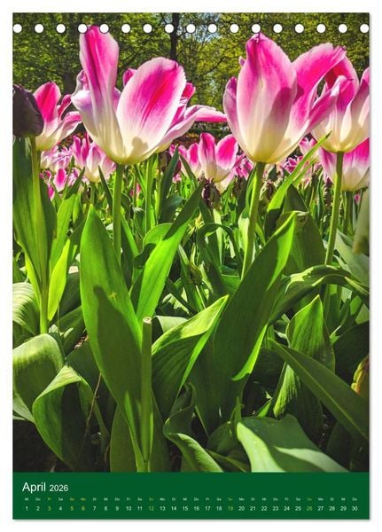 Produktbild: Tulpen. Bunter Fr&uuml;hling (Tischkalender 2026 DIN A5 hoch), CALVENDO Monatskalender