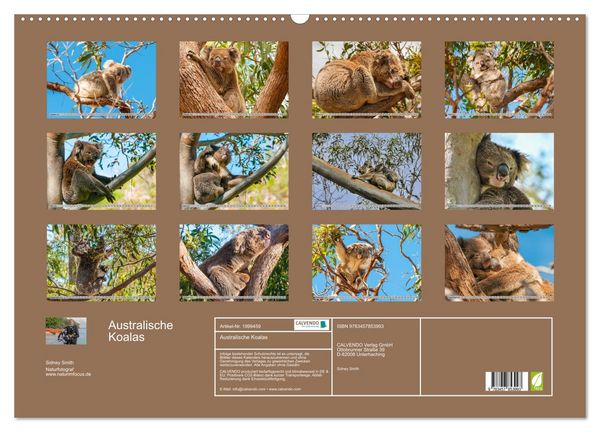 Produktbild: Australische Koalas (Wandkalender 2026 DIN A2 quer), CALVENDO Monatskalender