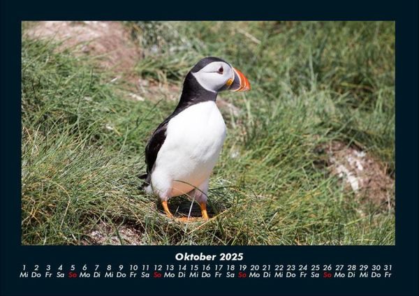 Produktbild: Welt der V&ouml;gel 2025 Fotokalender DIN A4