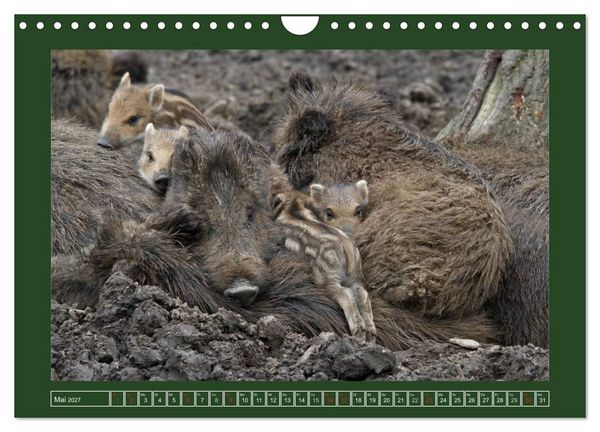 Produktbild: Schweinkram - Die Wildschweine sind los (Wandkalender 2027 DIN A4 quer), CALVENDO Monatskalender