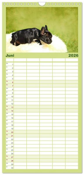 Produktbild: Familienplaner 2026 - Franz&ouml;sische Bulldoggen mit 5 Spalten (Wandkalender, 21 x 45 cm) CALVENDO