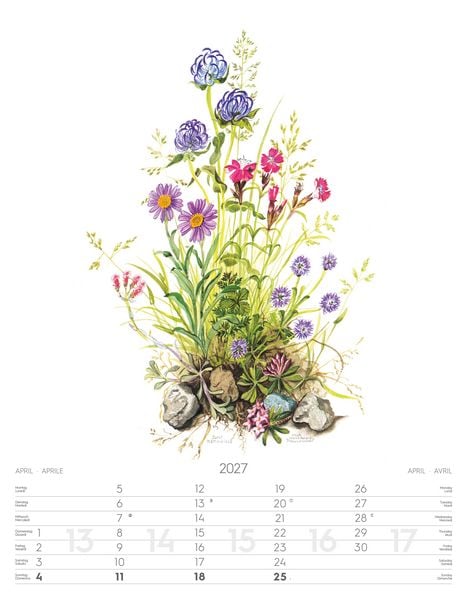 Produktbild: Alpenblumen-Aquarelle Kalender 2027