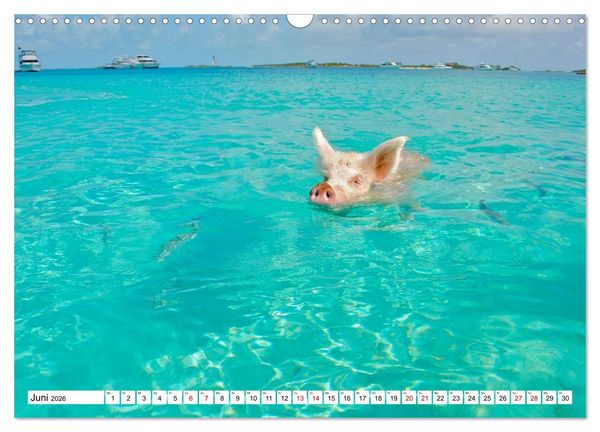 Produktbild: Schweine im Dauerurlaub auf den Bahamas! (Wandkalender 2026 DIN A3 quer), CALVENDO Monatskalender