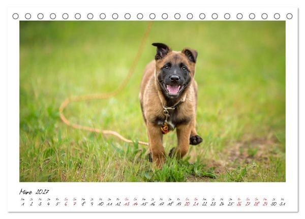 Produktbild: Malinois - Seelen aus Feuer (Tischkalender 2027 DIN A5 quer), CALVENDO Monatskalender