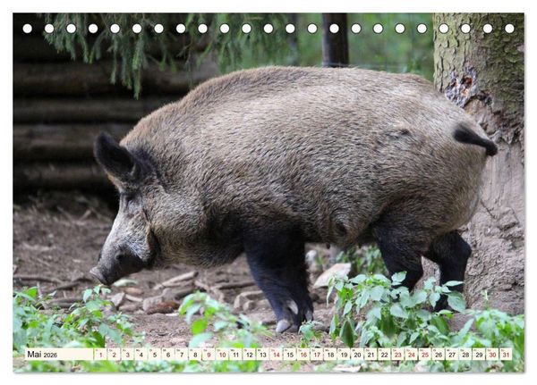 Produktbild: Wildschweine - Tiere aus unseren W&auml;ldern (Tischkalender 2026 DIN A5 quer), CALVENDO Monatskalender