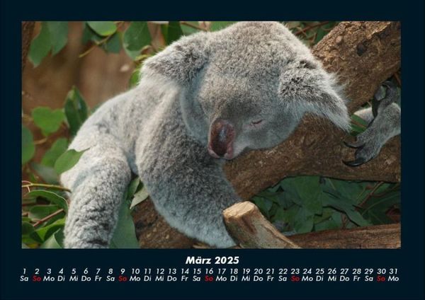 Produktbild: Koala 2025 Fotokalender DIN A4