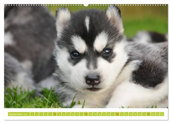 Produktbild: Siberian Husky - der Urtyp (hochwertiger Premium Wandkalender 2026 DIN A2 quer), Kunstdruck in Hochglanz