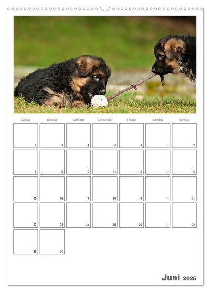 Produktbild: Deutscher Sch&auml;ferhund - Welpen, Planer (hochwertiger Premium Wandkalender 2026 DIN A2 hoch), Kunstdruck in Hochglanz