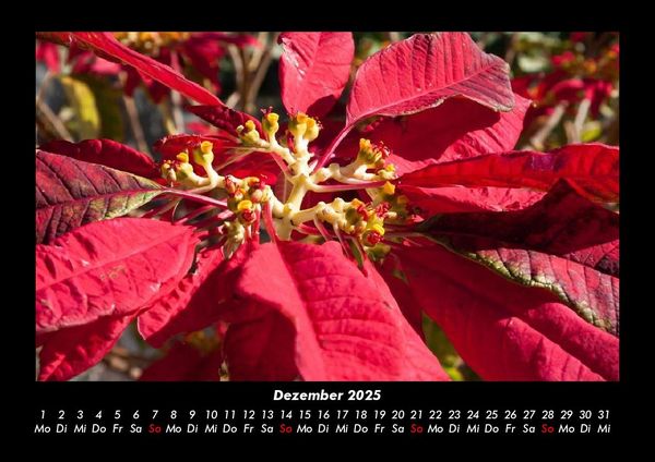 Produktbild: Blumenzauber 2025 Fotokalender DIN A3