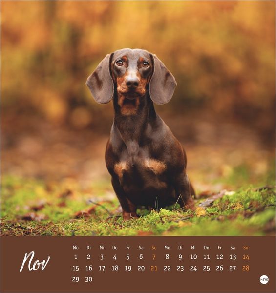 Produktbild: Dackel Postkartenkalender 2027