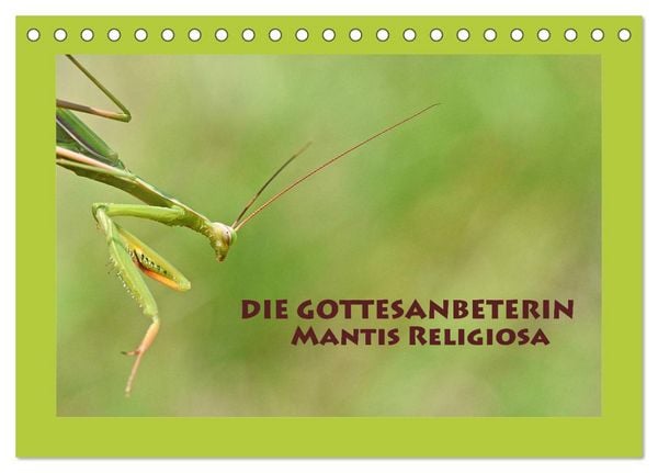 Produktbild: Die Gottesanbeterin Mantis Religiosa (Tischkalender 2026 DIN A5 quer), CALVENDO Monatskalender