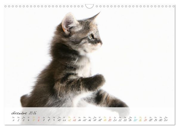 Produktbild: Chatons trop mignons (Calendrier mural 2026 DIN A3 vertical), CALVENDO calendrier mensuel