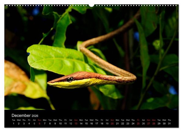 Produktbild: SNAKES / UK-Version (High Quality Premium Wall Calendar 2026 DIN A2 landscape),CALVENDO 12 Month Wall Calendar