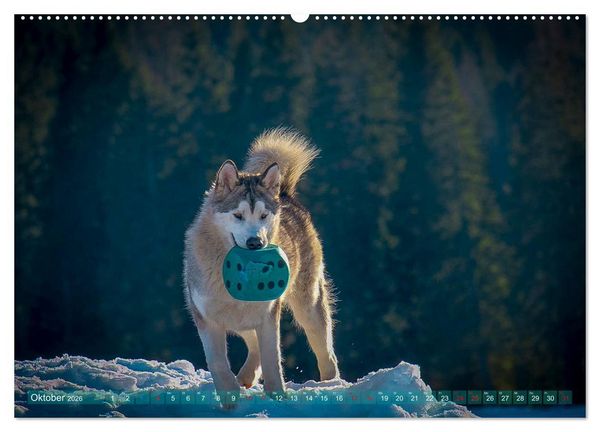 Produktbild: Alaskan Malamute in seinem Element (hochwertiger Premium Wandkalender 2026 DIN A2 quer), Kunstdruck in Hochglanz