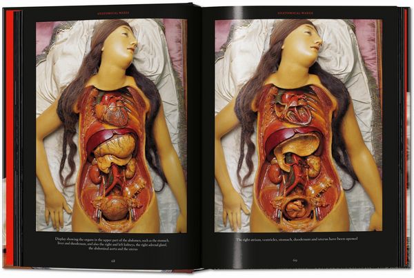 Produktbild: Anatomical Waxes. 45th Ed.