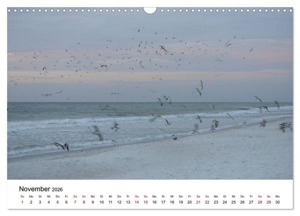 Produktbild: M&ouml;wen am Meer (Wandkalender 2026 DIN A3 quer), CALVENDO Monatskalender