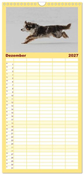 Produktbild: Familienplaner 2027 - Australian Shepherd - Treue Blicke, wilde Herzen mit 5 Spalten (Wandkalender, 21 x 45 cm) CALVENDO