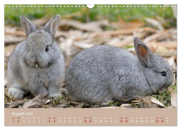Produktbild: Flauschige Fellkn&auml;uel (Wandkalender 2026 DIN A3 quer), CALVENDO Monatskalender