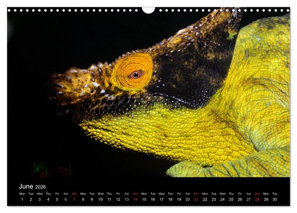 Produktbild: Chameleons Monsters of the African Bush (Wall Calendar 2026 DIN A3 landscape), CALVENDO 12 Month Wall Calendar