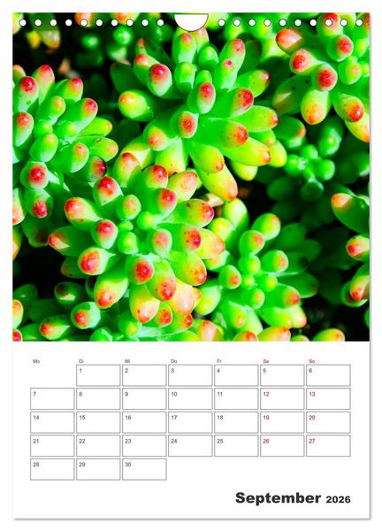Produktbild: Dornige Sch&ouml;nheiten - Kakteen und Sukkulenten (Wandkalender 2026 DIN A4 hoch), CALVENDO Monatskalender