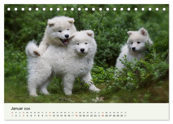 Produktbild: Kleine Samojeden - Eisb&auml;rchen Abenteuer im M&auml;rchenwald (Tischkalender 2026 DIN A5 quer), CALVENDO Monatskalender