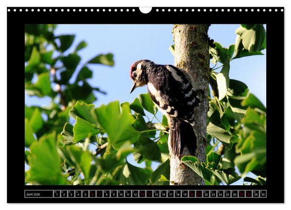 Produktbild: Niederrheinische Vogelwelt (Wandkalender 2026 DIN A3 quer), CALVENDO Monatskalender