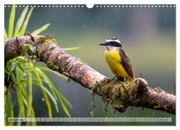 Produktbild: Phantastische Vogelwelt Costa Rica (Wandkalender 2026 DIN A3 quer), CALVENDO Monatskalender