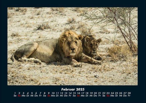 Produktbild: Tiere in der Wildnis 2025 Fotokalender DIN A4