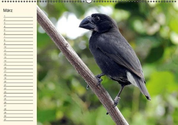 Produktbild: Gal&aacute;pagos Geburtstagskalender (Wandkalender immerw&auml;hrend DIN A2 quer)