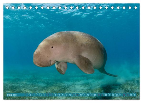 Produktbild: Tauchen, Fische und Meer (Tischkalender 2026 DIN A5 quer), CALVENDO Monatskalender