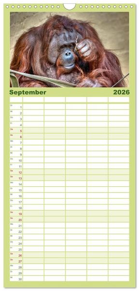 Produktbild: Familienplaner 2026 - Orang-Utans mit 5 Spalten (Wandkalender, 21 x 45 cm) CALVENDO