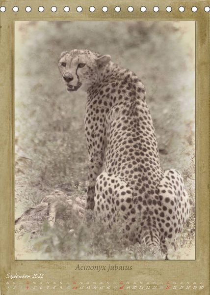 Produktbild: Schmidbauer, H: Haia Safari nostalgische Impressionen (Tisch