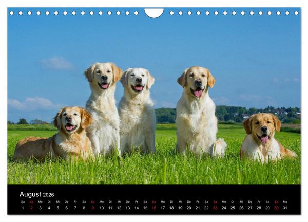 Produktbild: Golden Retriever - Ein Herz auf 4 Pfoten (Wandkalender 2026 DIN A4 quer), CALVENDO Monatskalender