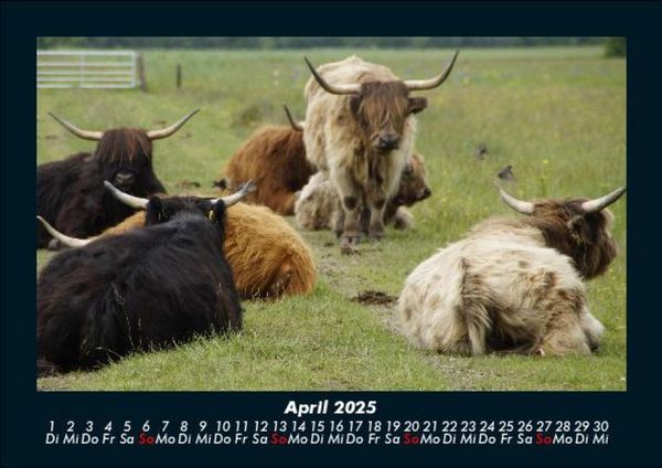 Produktbild: Kuhkalender 2025 Fotokalender DIN A5